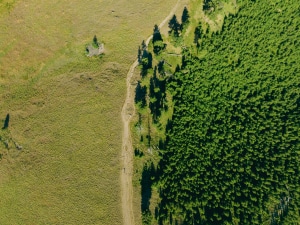 paisaje y bosque