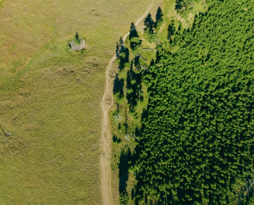 paisaje y bosque